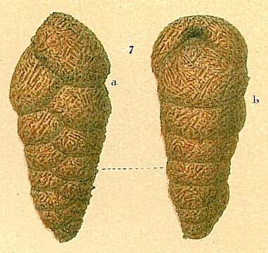 Image of Dorothia scabra (Brady 1884)