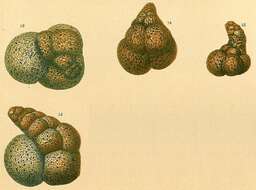 Image of Globotextularia anceps (Brady 1884)