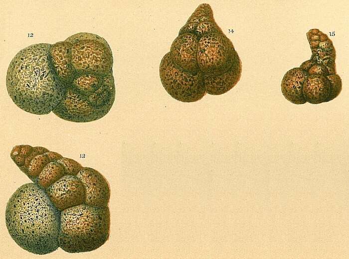 Image of Globotextularia anceps (Brady 1884)