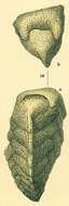 Image of Pseudogaudryina atlantica (Bailey 1851)