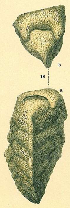 Image of Pseudogaudryina atlantica (Bailey 1851)