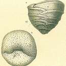 Image of Textulariella barrettii (Jones & Parker 1876)