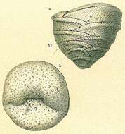 Plancia ëd Textulariella barrettii (Jones & Parker 1876)