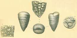 Plancia ëd Textulariella barrettii (Jones & Parker 1876)