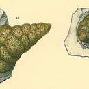 Image of Verneuilinulla affixa (Cushman 1911)