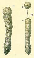 Image of Clavulina multicamerata Chapman 1907