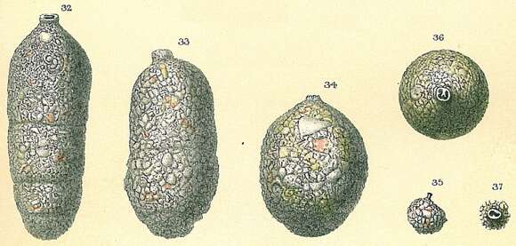 Image of Cylindroclavulina bradyi (Cushman 1911)