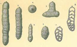 Image of Martinottiella communis (d'Orbigny 1846)