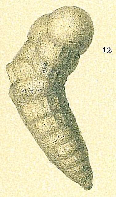 Image of Cribrogoesella bradyi Cushman 1935