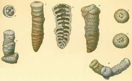 Cribrogoesella robusta (Brady 1881) resmi