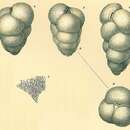 Eggerella bradyi (Cushman 1911) resmi