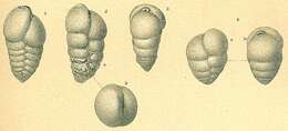 Image of Karreriella bradyi (Cushman 1911)