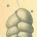 Image of Karreriella chilostoma (Reuss 1852)