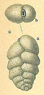 Image of Karreriella chilostoma (Reuss 1852)