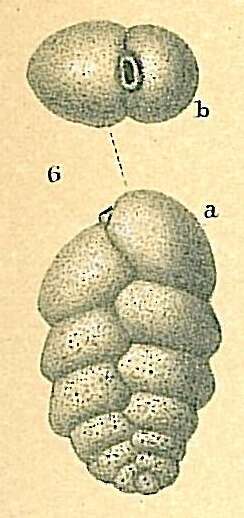 Слика од Karreriella chilostoma (Reuss 1852)