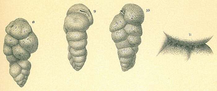 Слика од Karreriella novangliae (Cushman 1922)