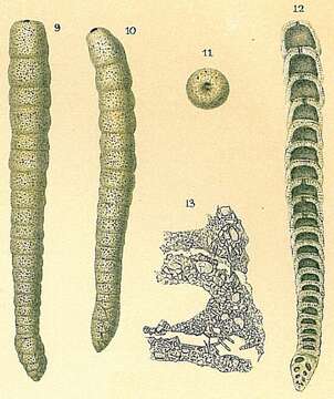 Image of Multifidella nodulosa (Cushman 1922)