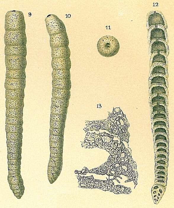 Image of Multifidella nodulosa (Cushman 1922)