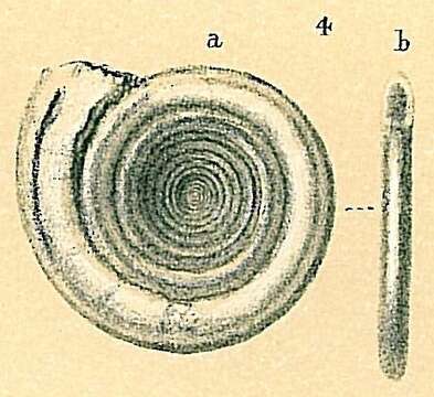 Image of Cornuspira carinata (Costa 1856)