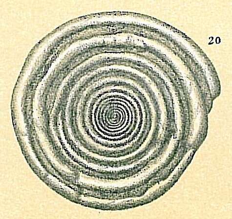 Image of Cornuspira crassisepta Brady 1882