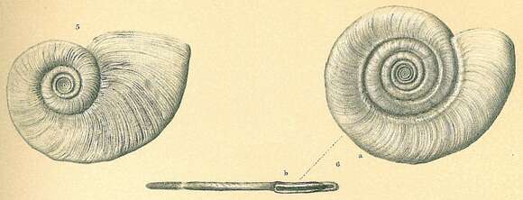 Image of Cornuspira foliacea (Philippi 1844)