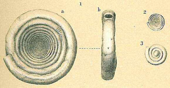 Image of Cornuspira involvens (Reuss 1850)