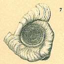 Sivun Cornuspirella diffusa (Heron-Allen & Earland 1913) kuva