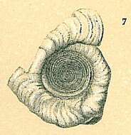 Image de Cornuspirella Cushman 1928