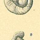 Imagem de Cornuspiroides primitiva (Rhumbler 1904)