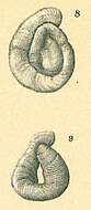 Image of Cornuspiroides primitiva (Rhumbler 1904)