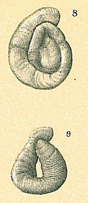 Image of Cornuspiroides primitiva (Rhumbler 1904)