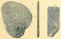 Image of Cornuspiroides striolata (Brady 1882)