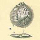 Image of Nodobaculariella convexiuscula (Brady 1884)