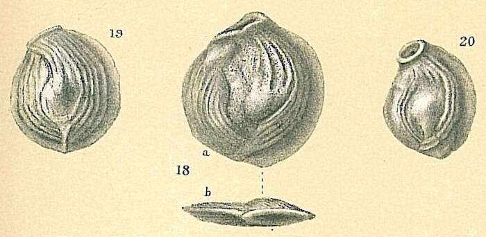 Imagem de Nodobaculariella convexiuscula (Brady 1884)