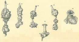 Image of Nubeculina divaricata (Brady 1879)