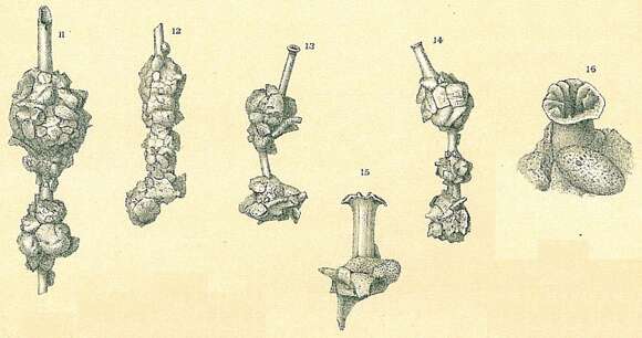 Plancia ëd Nubeculina divaricata (Brady 1879)