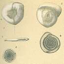 Слика од Planispirinella exigua (Brady 1879)