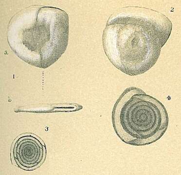 Imagem de Planispirinella exigua (Brady 1879)