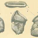 Image of Vertebralina insignis Brady 1884