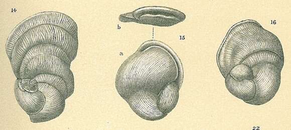 Imagem de Vertebralina striata d'Orbigny 1826