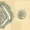Image of Cornuloculina inconstans (Brady 1879)