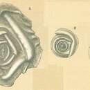 Cornuloculina inconstans (Brady 1879) resmi