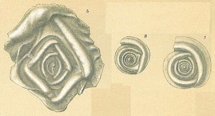 Image of Cornuloculina inconstans (Brady 1879)