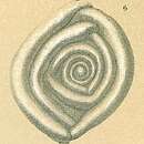 Image of Cornuloculina tumidula (Brady 1884)