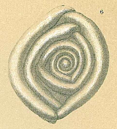 Image of Cornuloculina tumidula (Brady 1884)