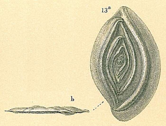 Image of Spirophthalmidium acutimargo (Brady 1884)
