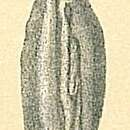 Image of Spirophthalmidium emaciatum (Haynes 1973)
