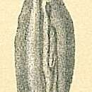 Sivun Spirophthalmidium emaciatum (Haynes 1973) kuva