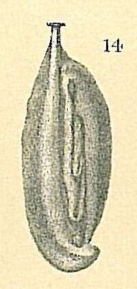 Image de Spirophthalmidium emaciatum (Haynes 1973)