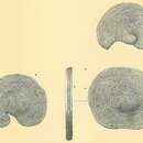 Cyclorbiculina compressa (d'Orbigny 1839) resmi